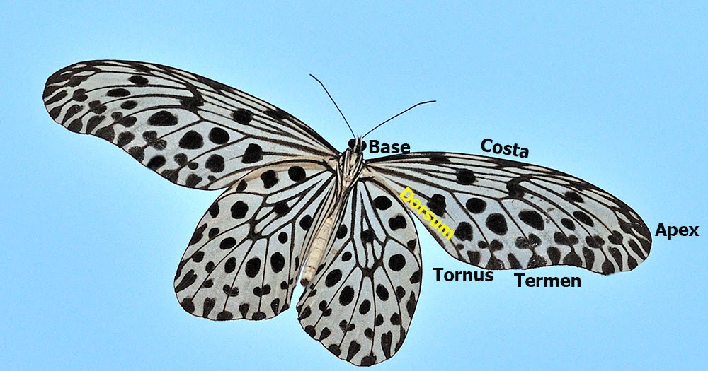 Butterflies of Singapore Butterfly Anatomy