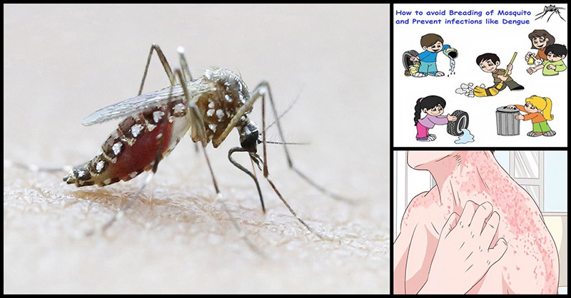 Precautionary Steps To Avoid Dengue Fever And Other Mosquito Borne