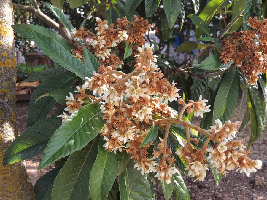 ERIOBOTRYA JAPONICA