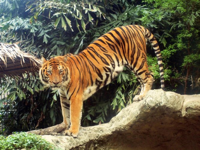BENGAL TIGER: BENGAL TIGER HABITAT