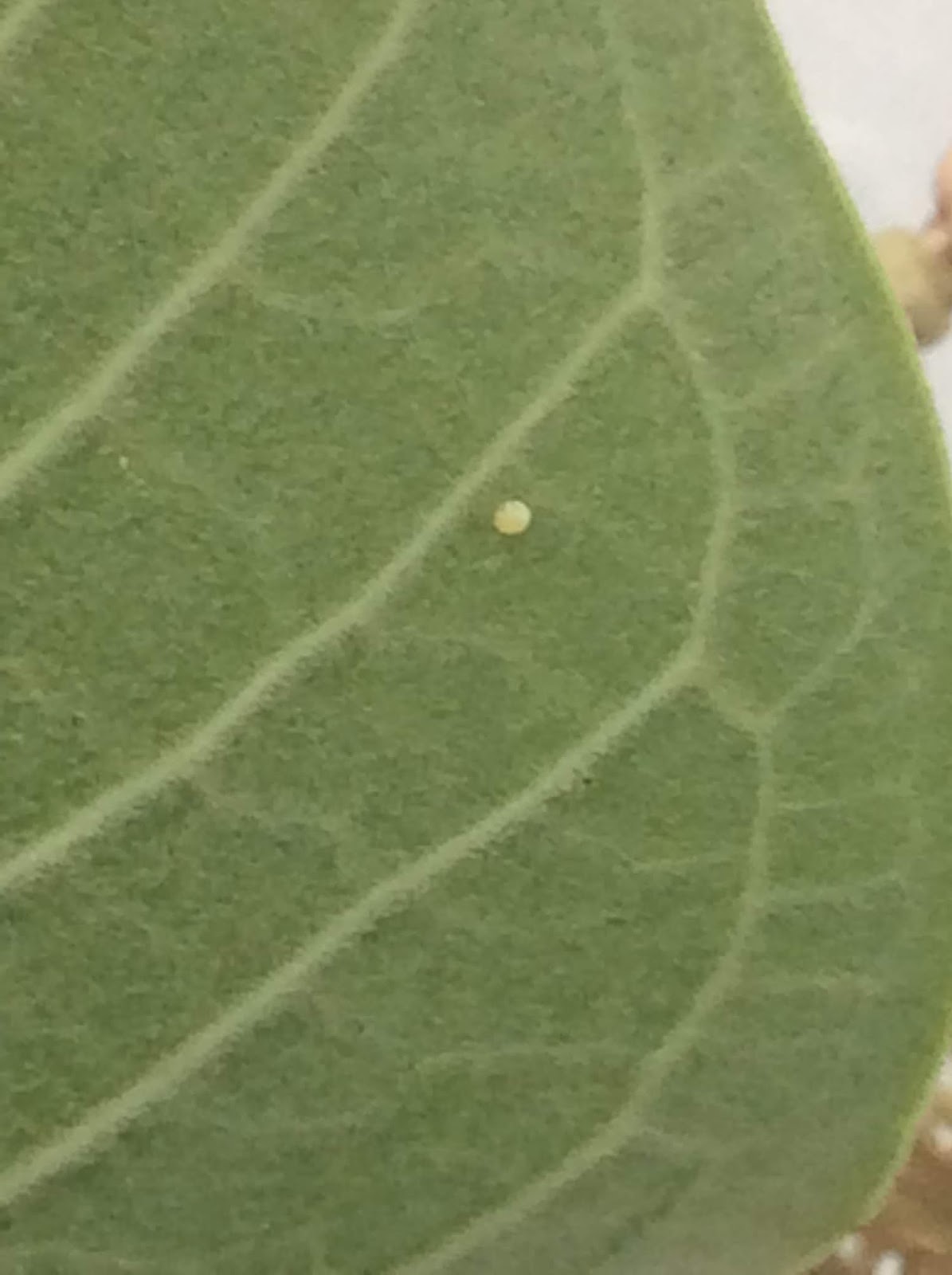 nature tales and camera trails Monarch Butterfly Eggs!