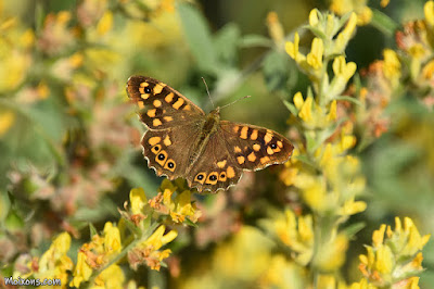 Bruna boscana (Pararge aegeria)