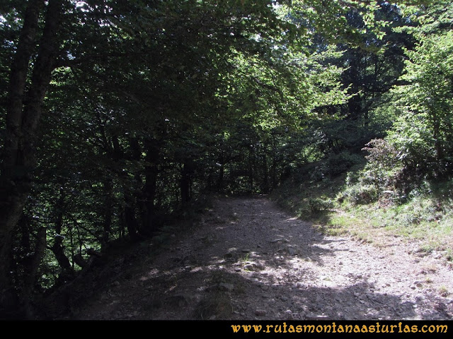 Ruta Ventaniella, Ten y Pileñes: Bosque