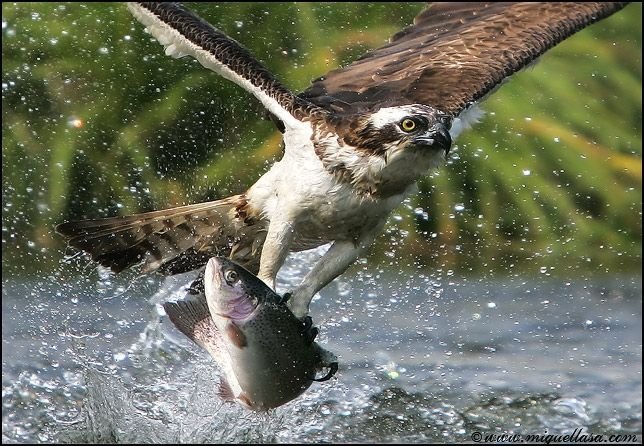 pictures jokes and other stuff birds catching fish pictures