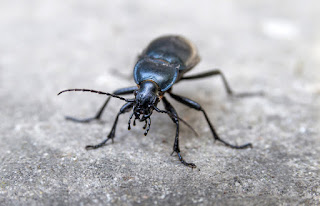 black-beetle-on-concrete_800.jpg