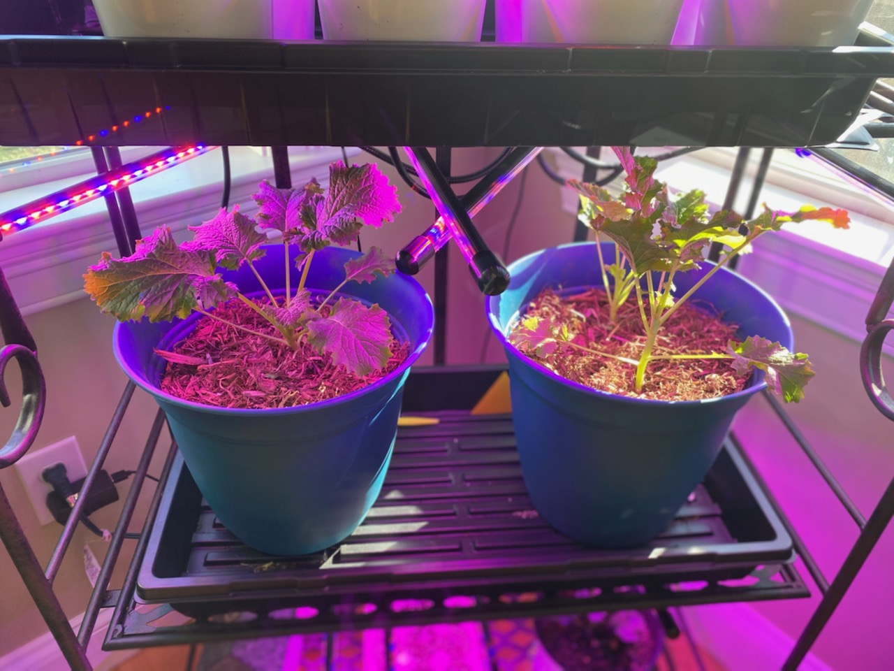 Broccoli Rabe/ Mustard Greens