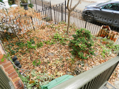 Toronto Cabbagetown Fall Cleanup Front Yard Before by Paul Jung Gardening Services Inc.--a Toronto Gardening Services Company Toronto Cabbagetown Fall Cleanup Front Yard Before by Paul Jung Gardening Services Inc.--a Toronto Gardening Services Company