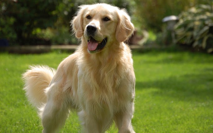 Best 7 Vitamins Your Dog Needs for a Healthy Lifestyle ...