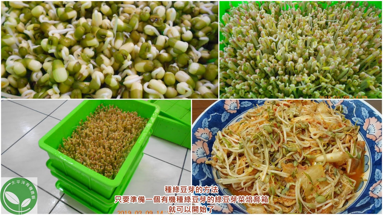 種綠豆芽的方法｜只要準備一個有機種綠豆芽的綠豆芽菜培育箱，就可以開始了