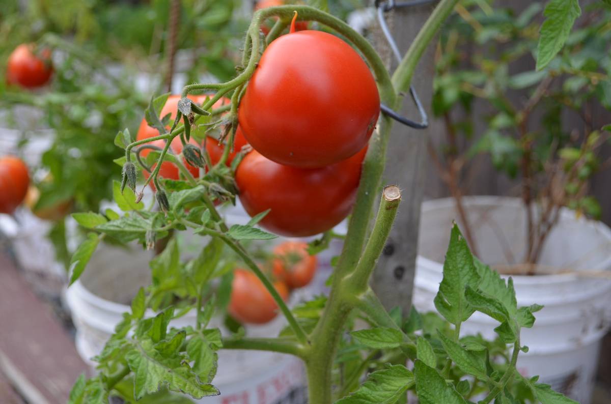 Tomatoes grow easily in Kerala