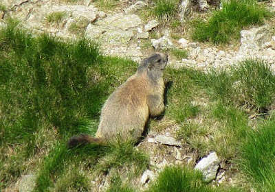 Świstak tatrzański (Marmota marmota latirostris).