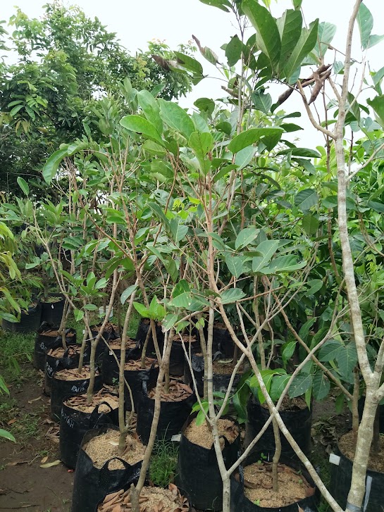bibit pohon rambutan rapiah banyak diburu petani Kuta Alam