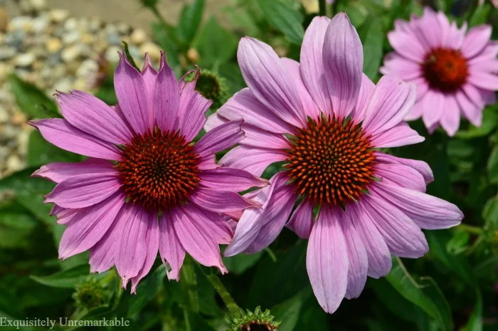 Purple Coneflowers In A Cottage Garden