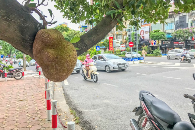 “Quả mít an toàn nhất Việt Nam” đột nhiên mất tích sau hơn 1 tuần được chia sẻ trên mạng