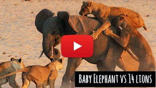 Watch how this brave Baby Elephant Hercules defended himself against the vicious attack of group of 14 lions at a safari camp in Zambia via geniushowto.blogspot.com wildlife viral videos