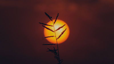 Wallpaper free grass silhouette at sunset Free grass silhouette wallpaper at sunset