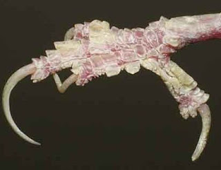 Mengobat kenari digigit nyamuk atau terkena jamur | Kicau Burung Mania