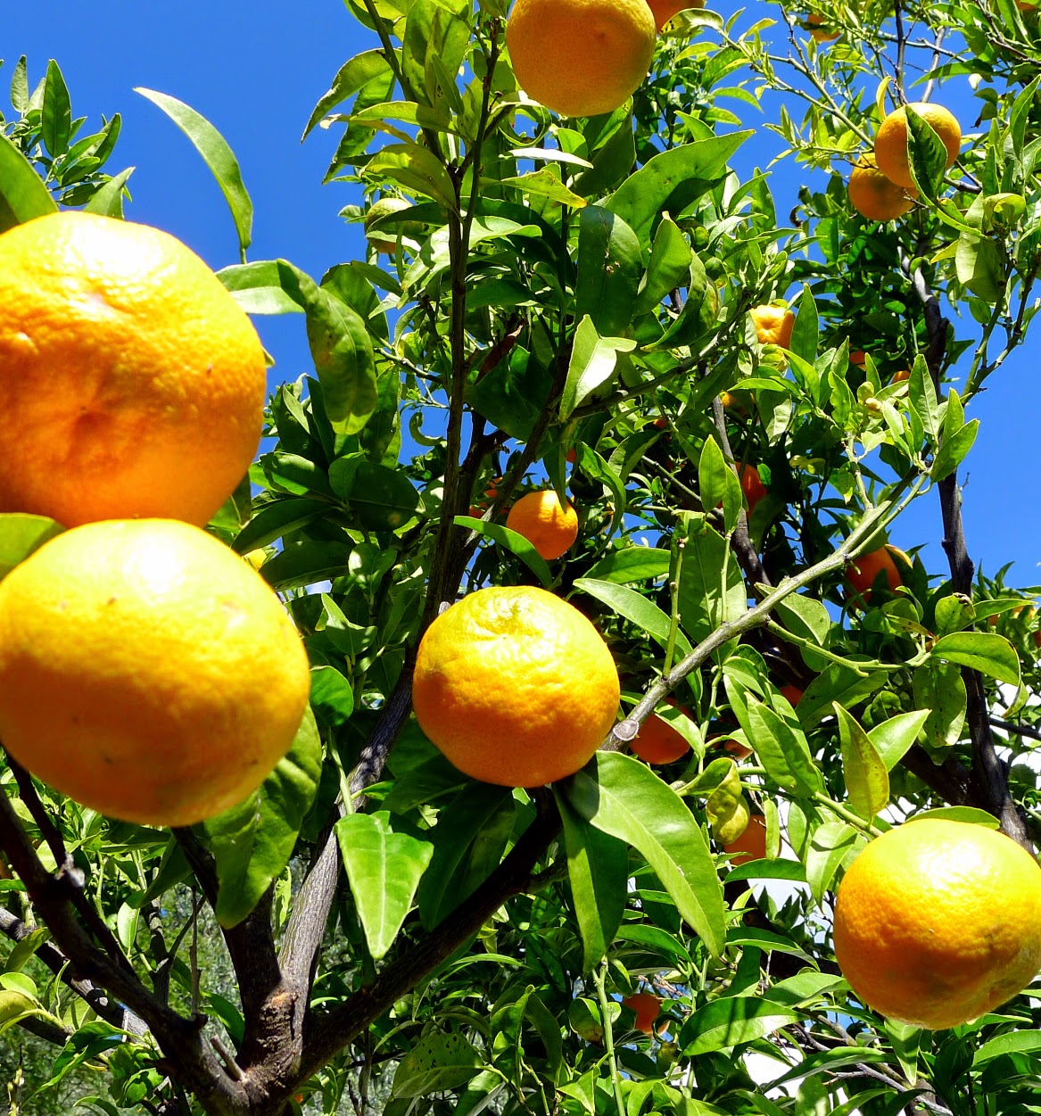 clementine fruit season clementine fruit season