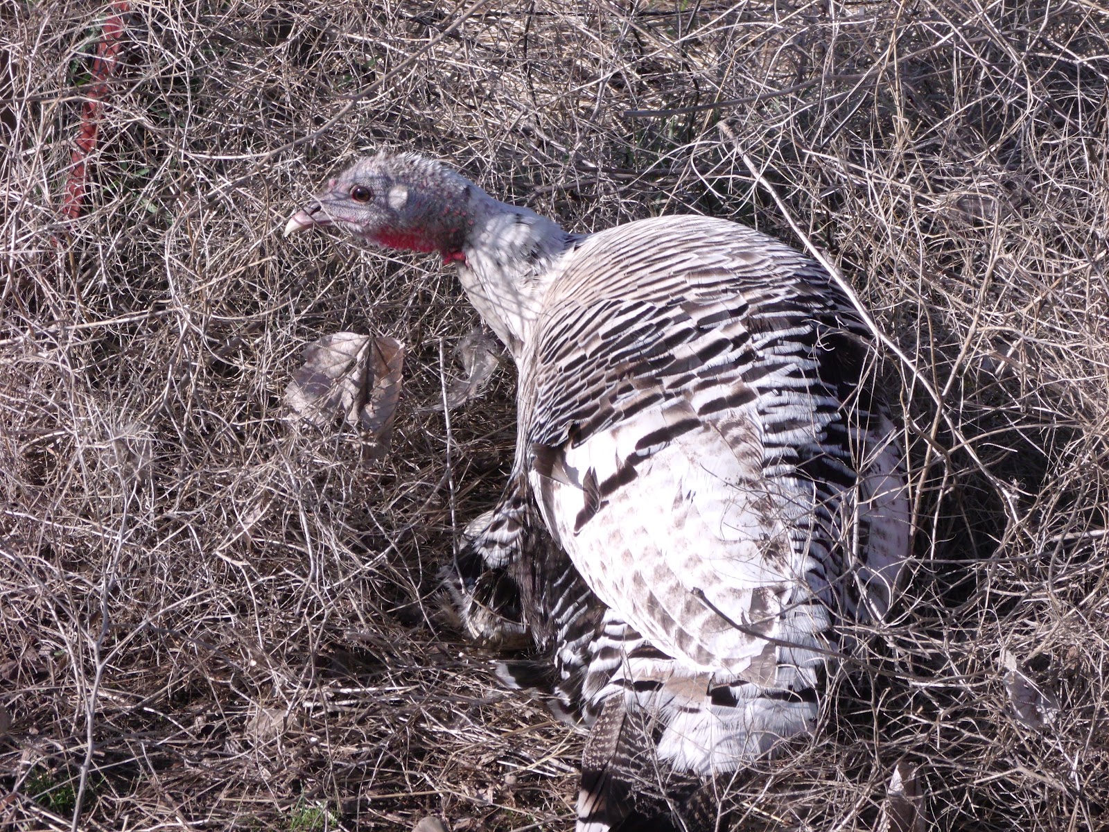 The Back Porch View The Mystery of the Missing Turkey