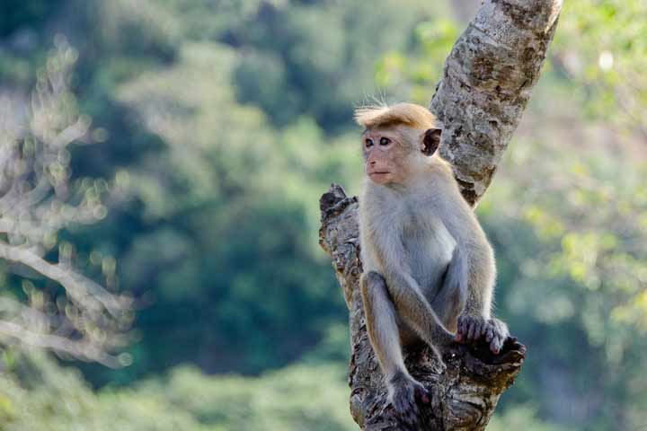 5 sentences about monkey image