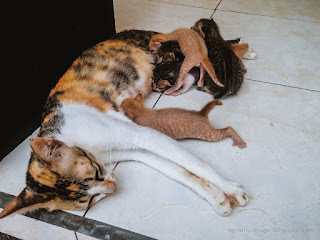 Mom Cat Breastfeeding Her Kitten Newborn Baby Cats On The House Floor North Bali Indonesia