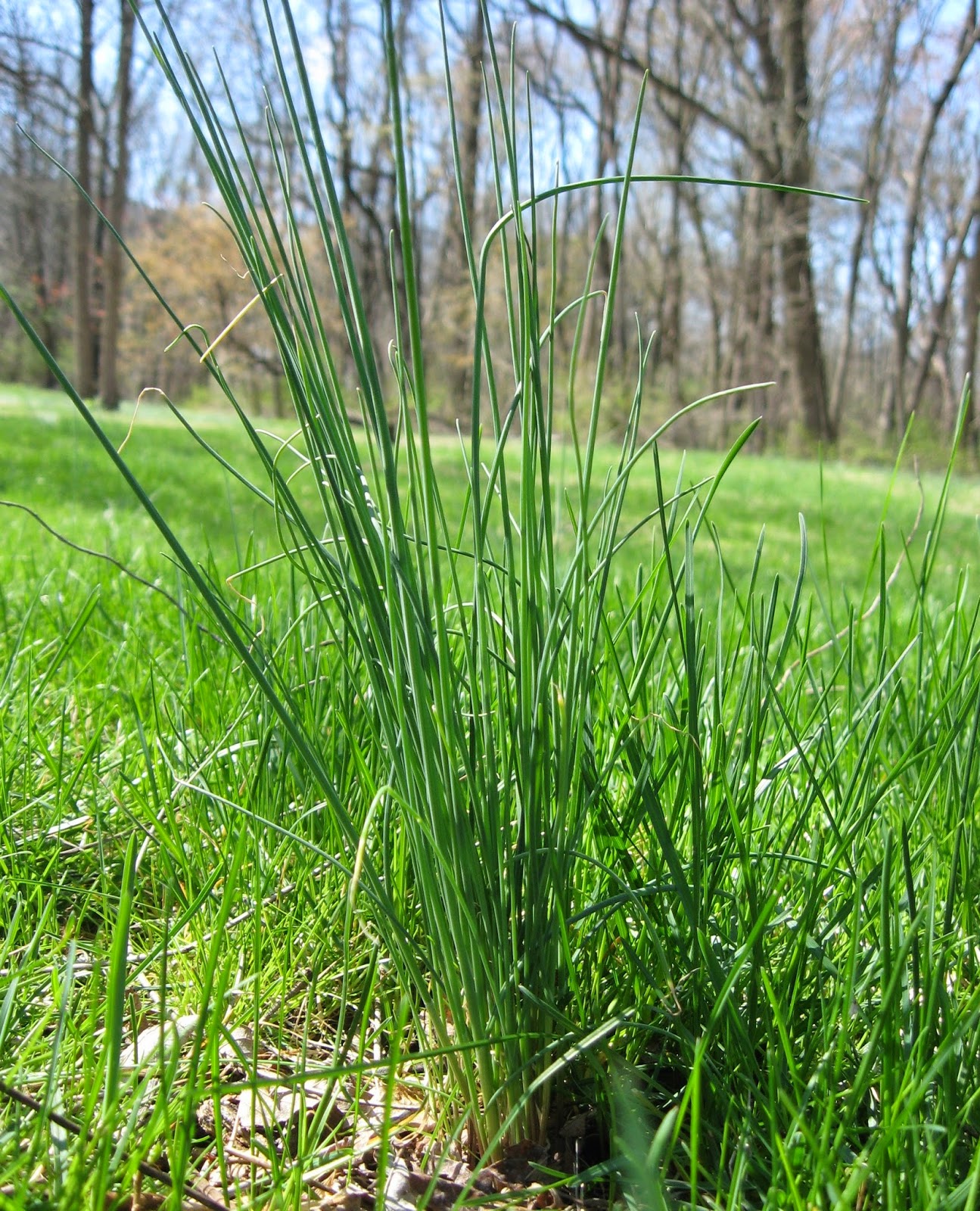 Wineberry Walnut Acres
