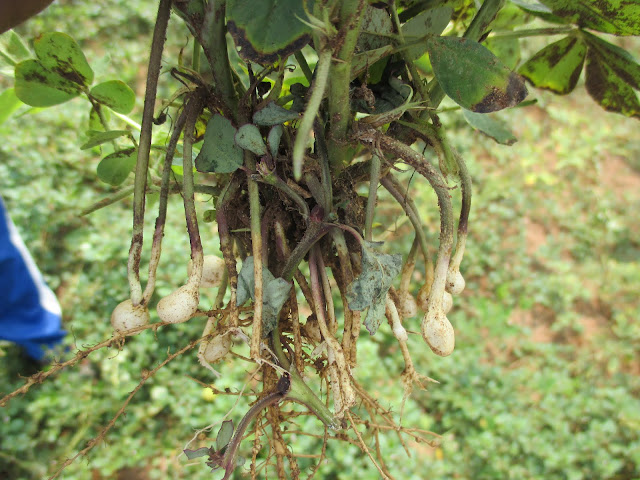 Desarrollo de las vainas de los cacahuetes