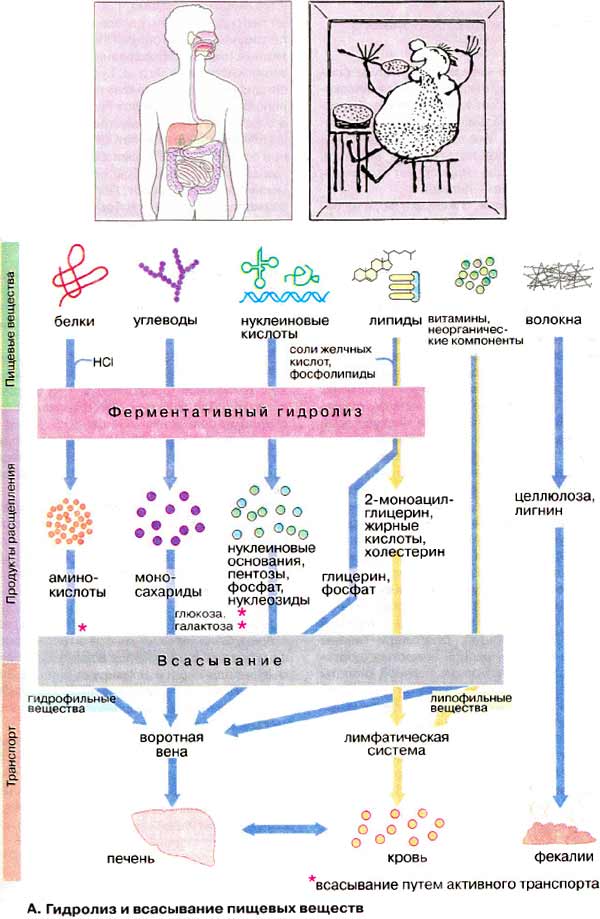 всасывание питательных веществ в жкт. какие вещества всасываются. всасывание веществ таблица. таблица всасывание веществ. таблица система органов органы функции.