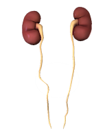 Ureter (Saluran kencing) Ureter (Saluran kencing)