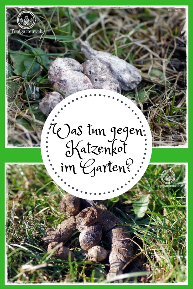 Was tun gegen Katzenkot im Garten meine Tipps