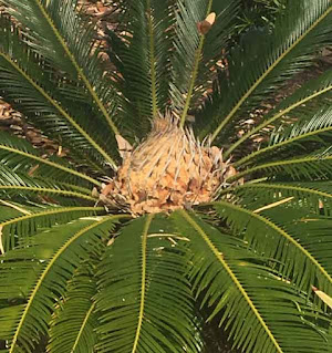 Sago palm Cycas revoluta