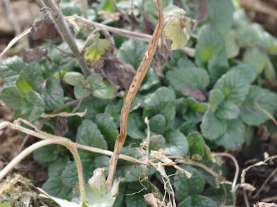 バジル 越冬 943692-バジル 越冬