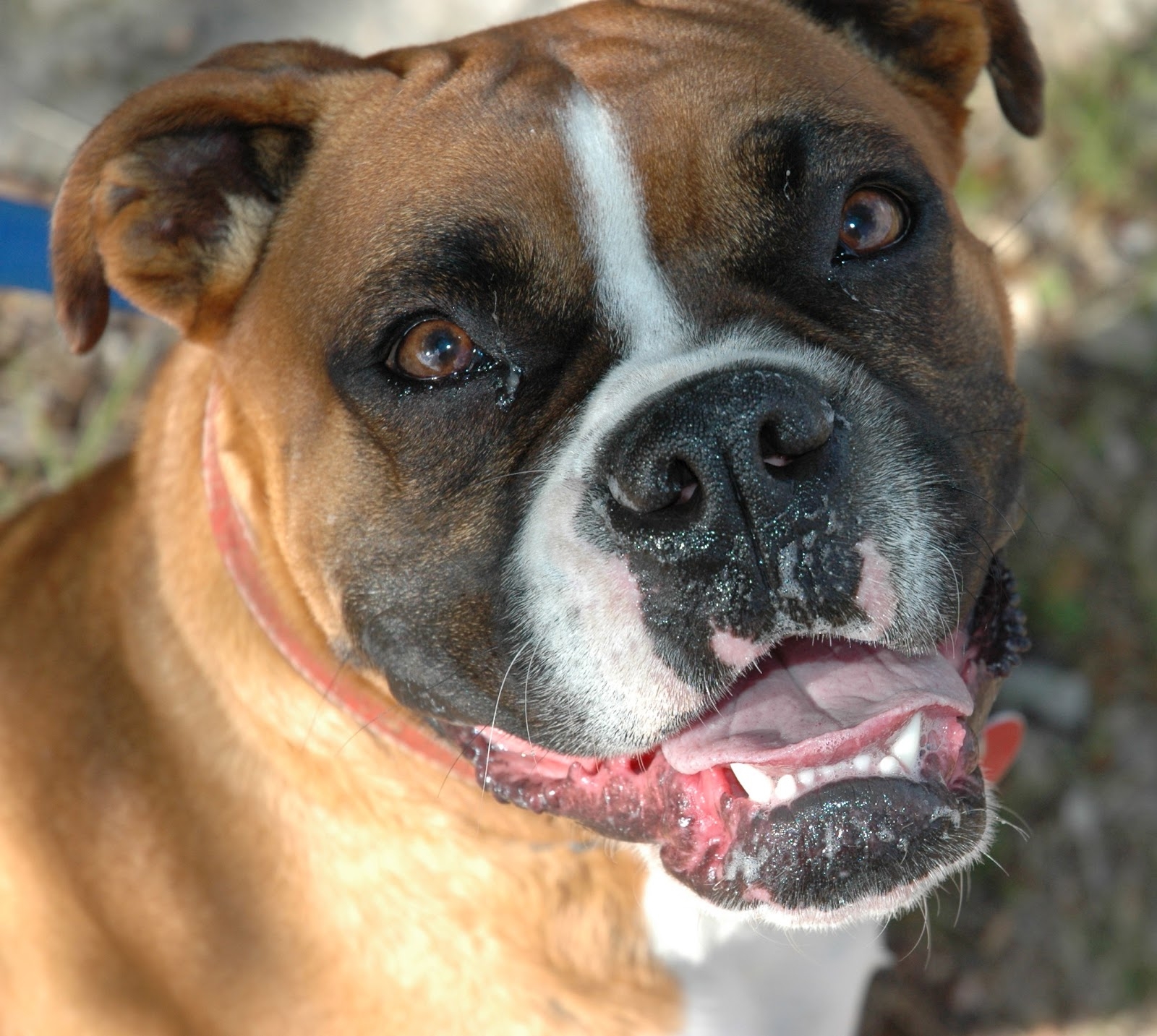 Why Does My Boxer Puppy Attack Me