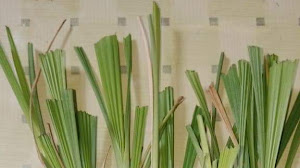 Khasiat Bawang Dayak, Cara Penggunaan, dan Efek Samping yang belum diketahui banyak orang.