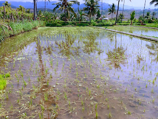 Paddy Plants Is Just Planted In The Rice Fields Ringdikit Village, North Bali, Indonesia