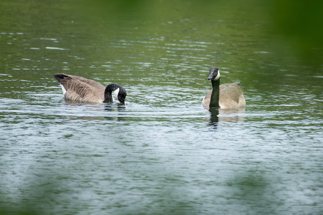 Canada Geese swim in a pond