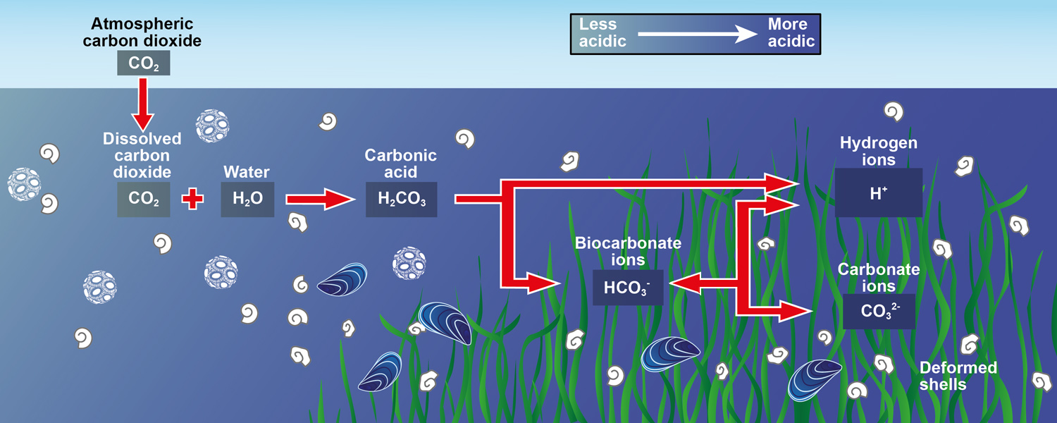 Use carbon dioxide. Carbon dioxide in Water. Диоксид карбона природа. Carbonic acid. Oxygen hydrogen Carbon Carbonic acid Gas.