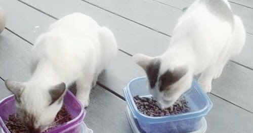 Daftar Makanan Dan Minuman Sehat Kucing Kampung Hobinatang
