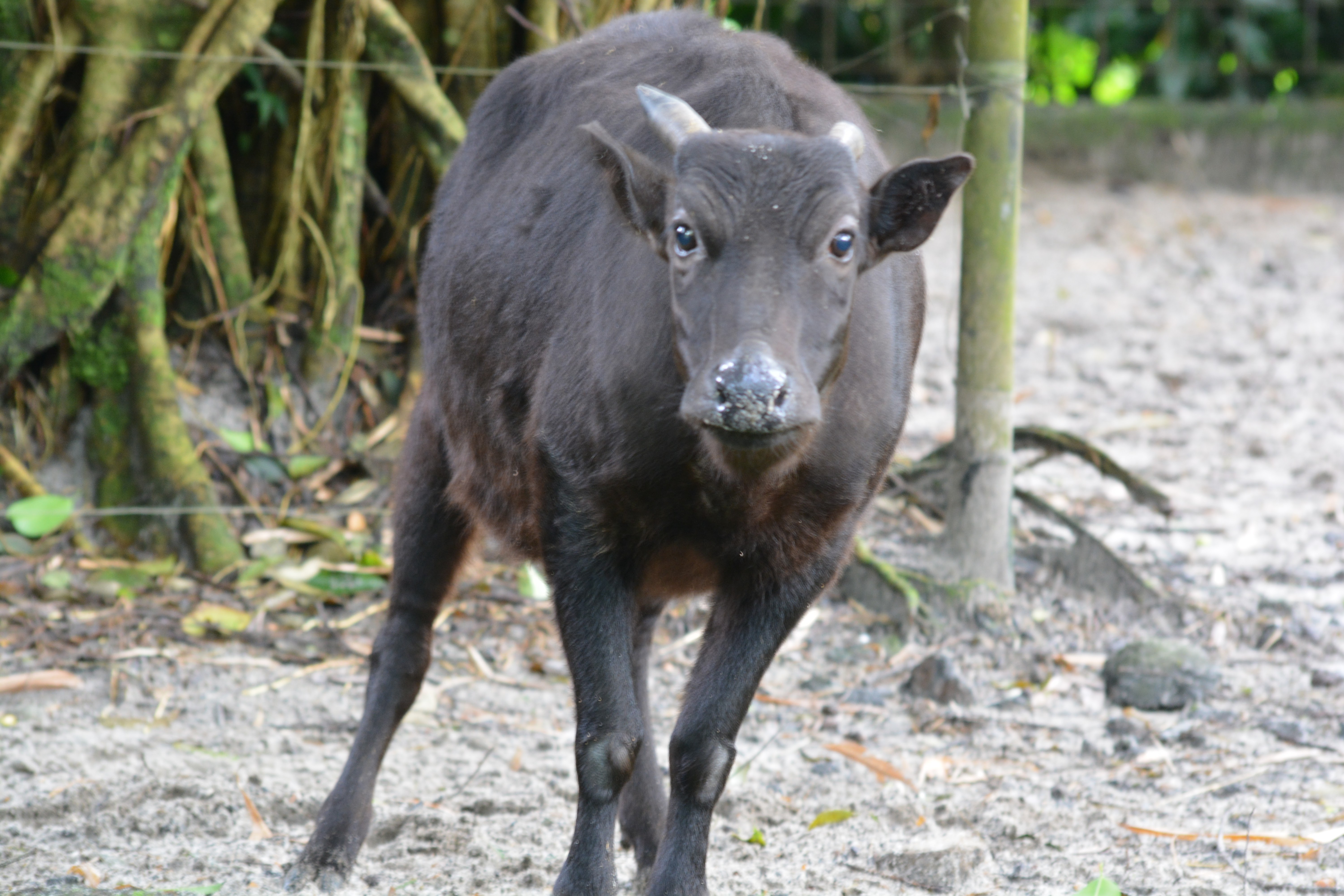 Anoa merupakan salah satu satwa endemik yang dilindungi dan menjadi ciri khas pulau