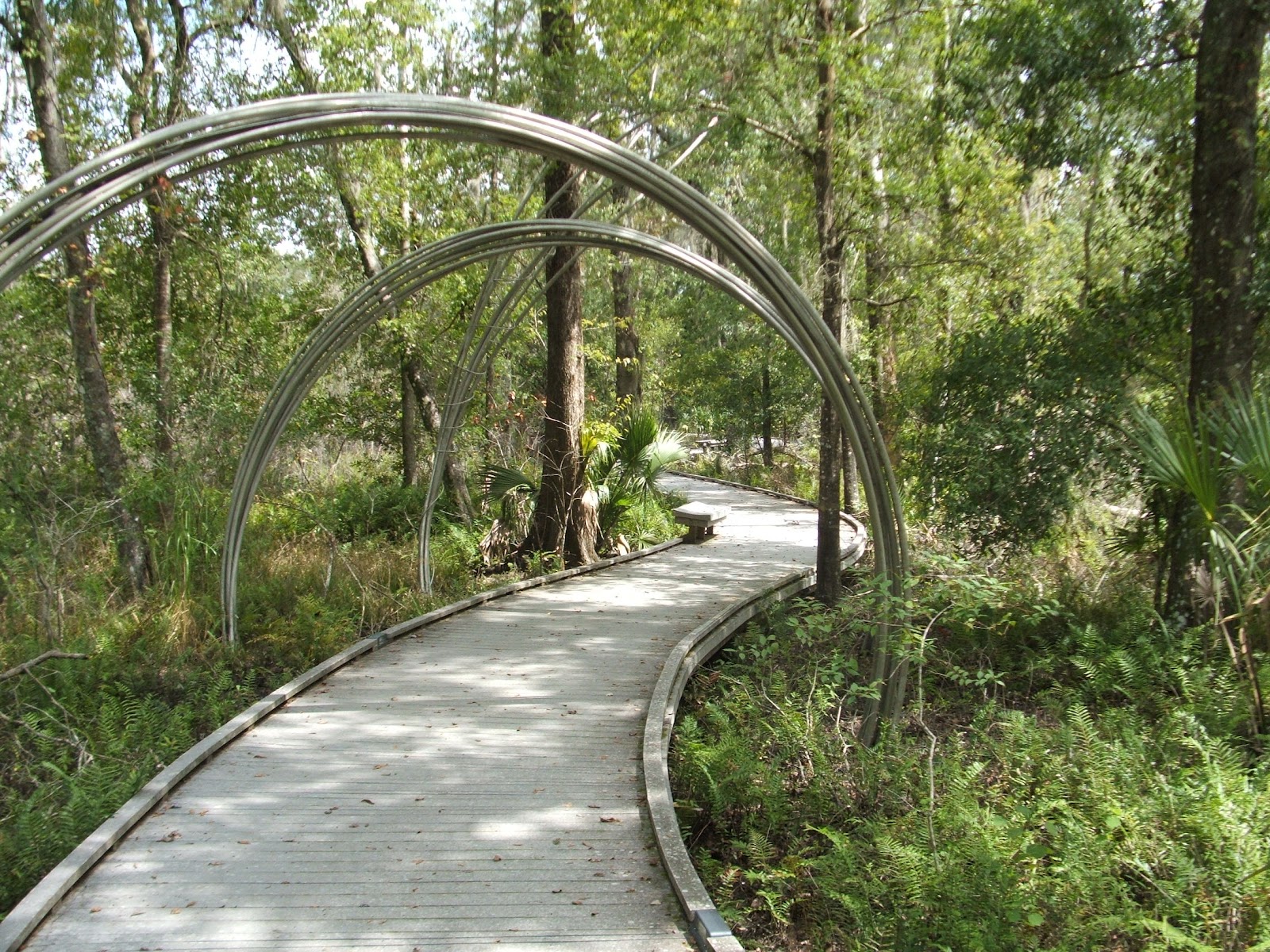 Rediscovering Florida Brooker Creek Preserve RDF11