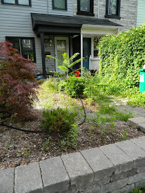 Paul Jung Gardening Services Toronto Leslieville garden cleanup front garden before