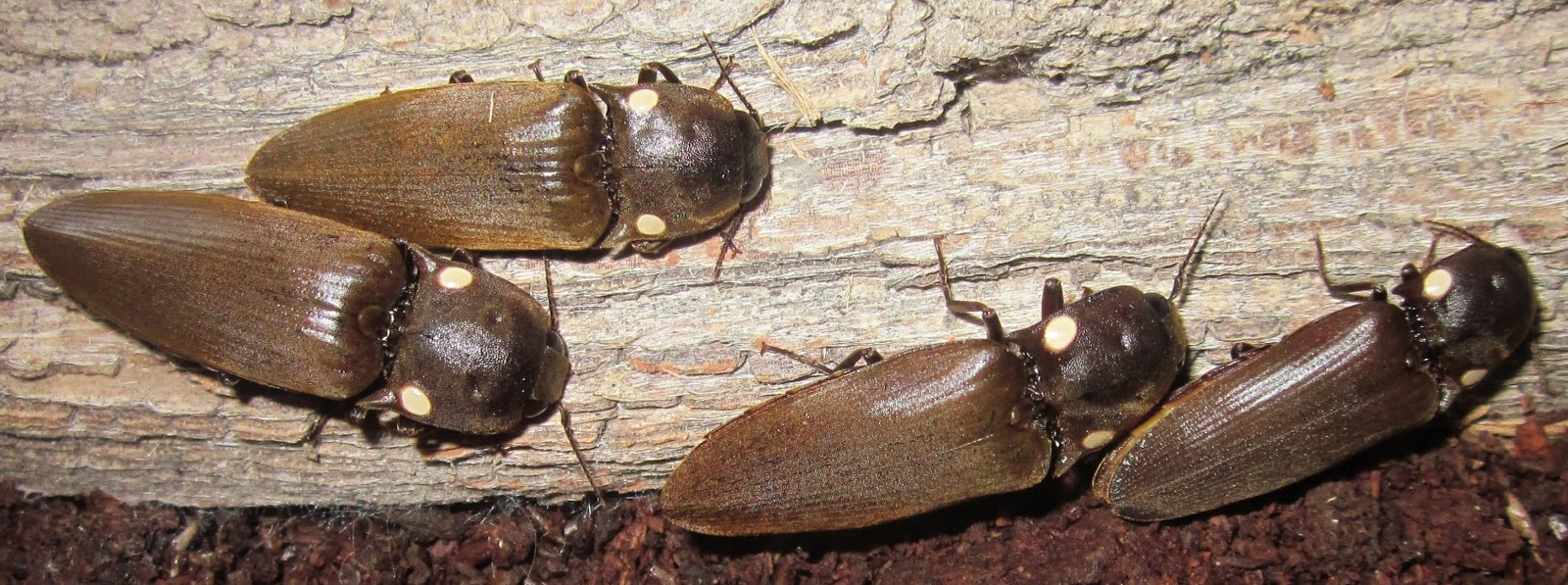 Pyrophorus2020%252314.JPG