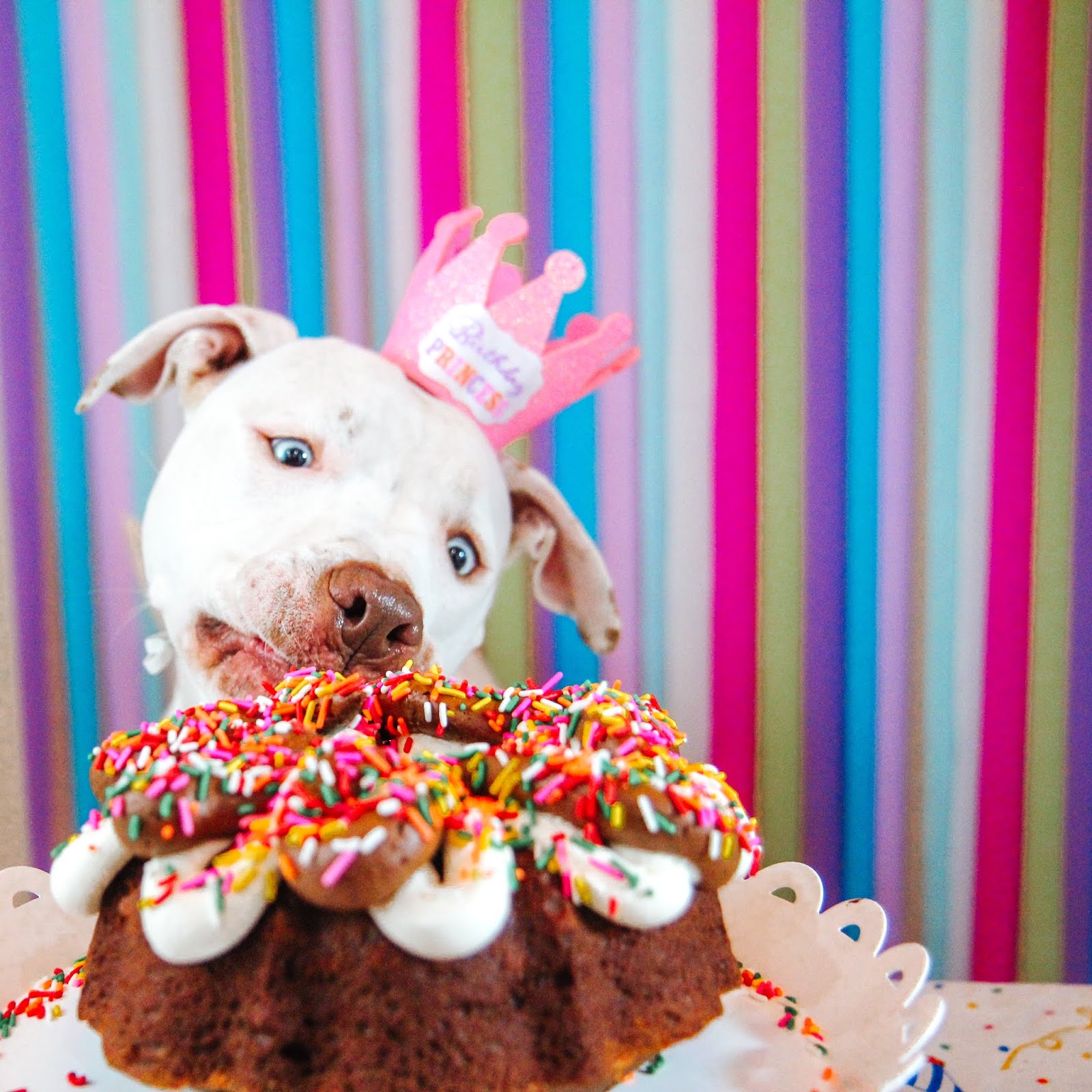 Peanut Butter Dog Birthday Cake Recipe Treat Dreams...are made of this