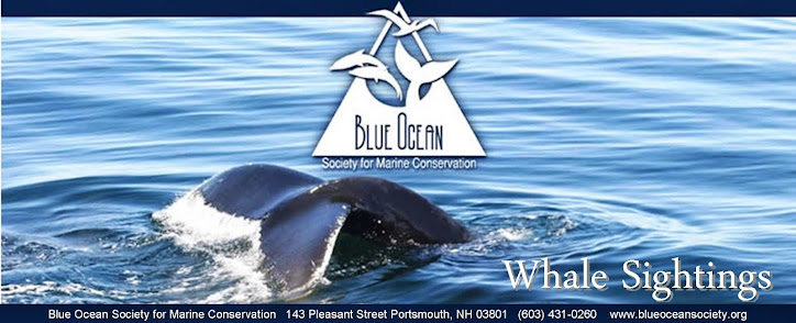 Blue Ocean Society's Whale Sightings