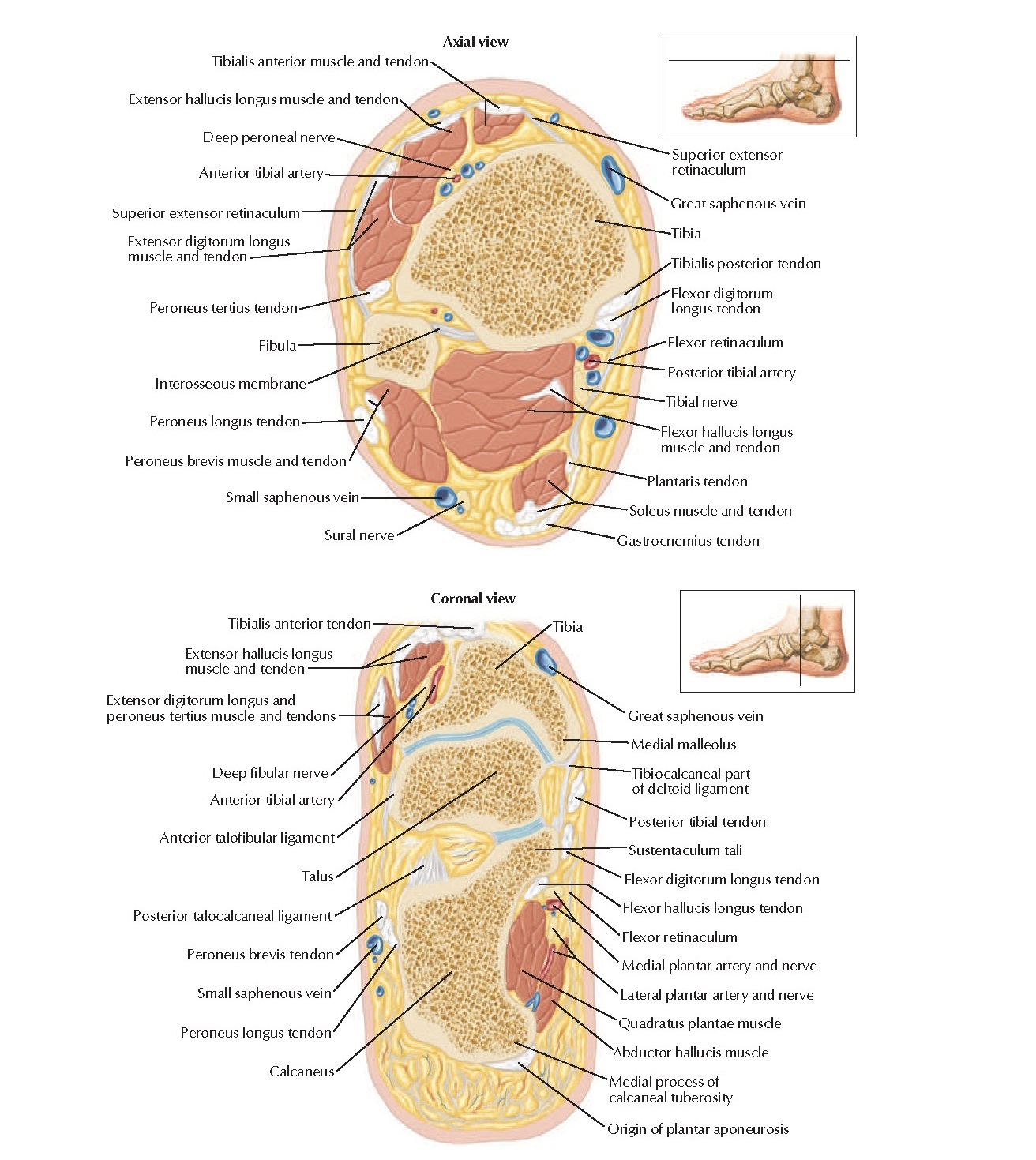 Cross-Sectional Anatomy of Ankle and Foot Anatomy