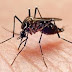 São Jerônimo da Serra já registrou 9 casos confirmados de Dengue em 2020