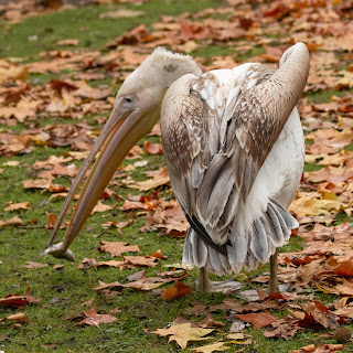 Pelican DFBridgeman