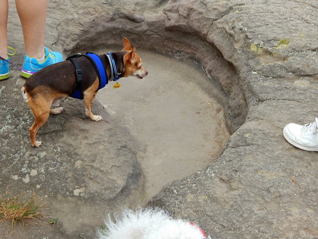 Scooby, chihuahua looking down in a hole that would make a good water bowl. #CarmaPoodale