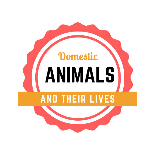 Domestic Animals And Their Lives