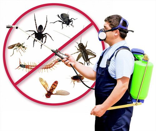 Signs That Will Suggest Your Need for Pest Control Services